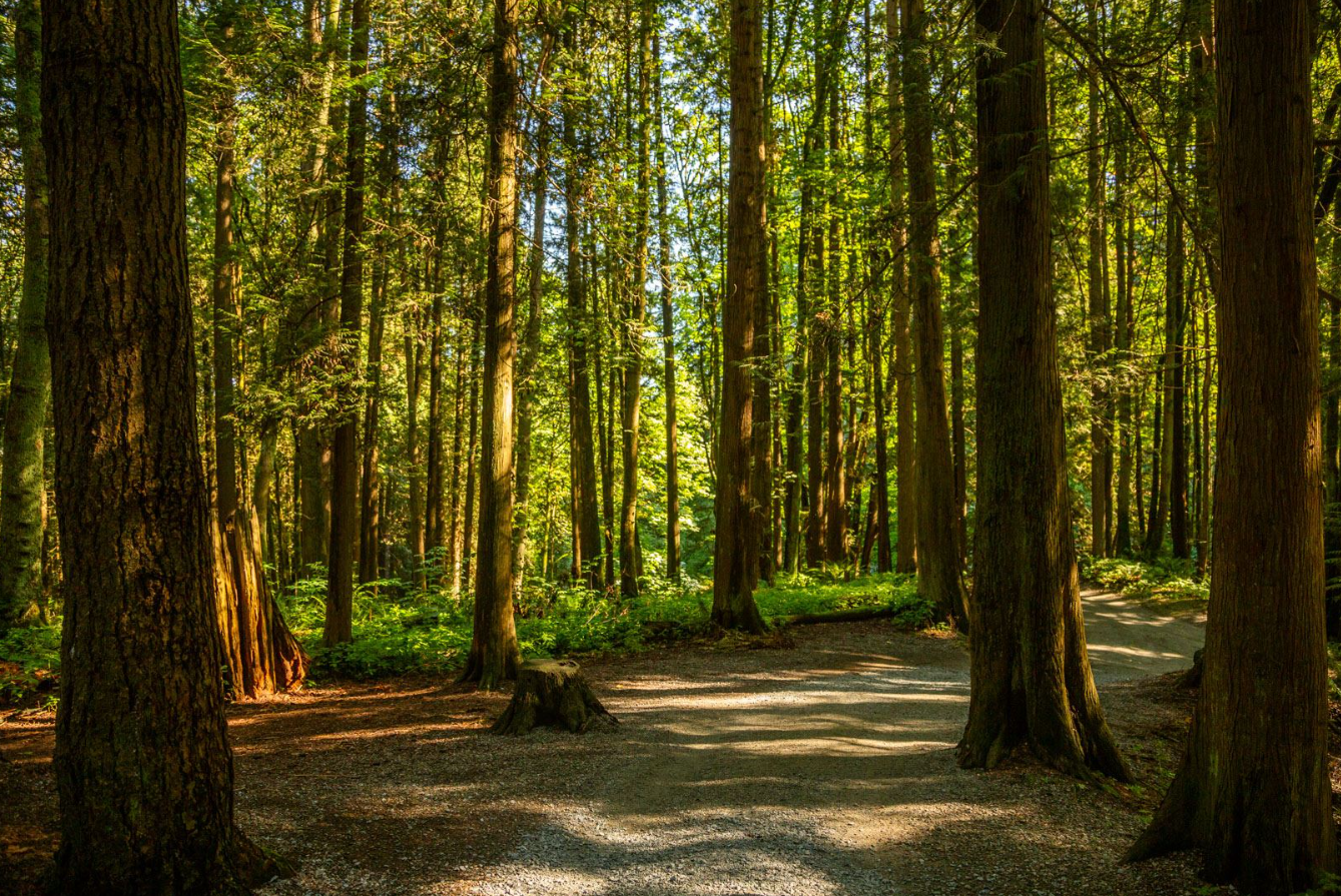 RobertBurnabyParkCameronTremblay